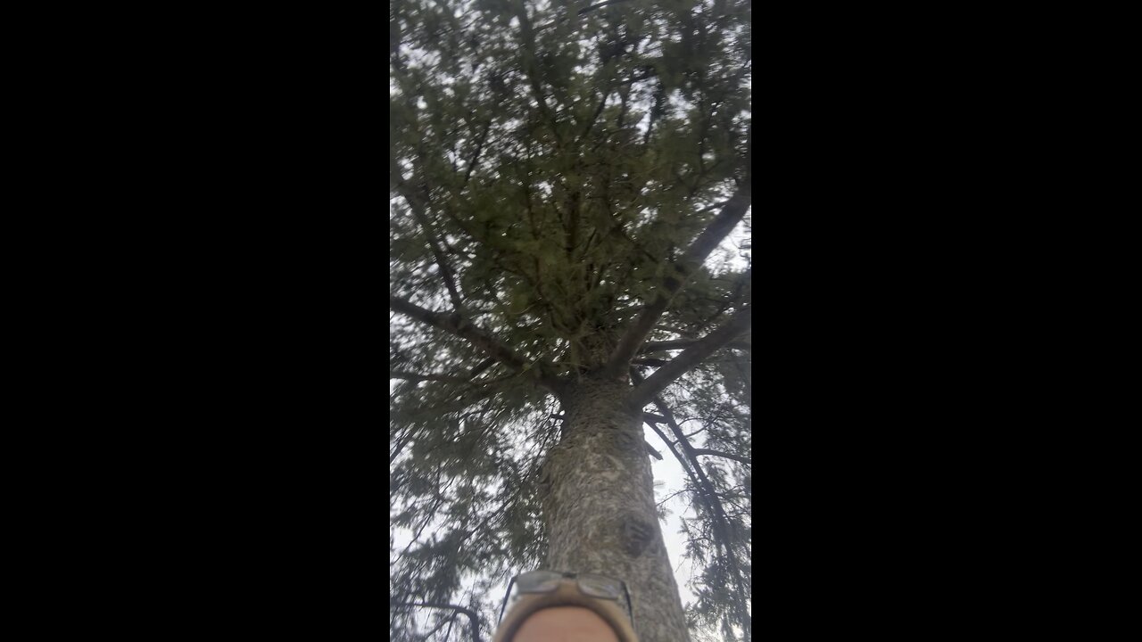 People Should Live Like Trees
