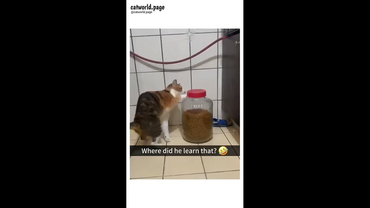 Intelligent cats.