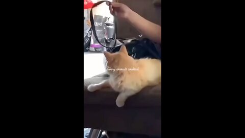 funny animal