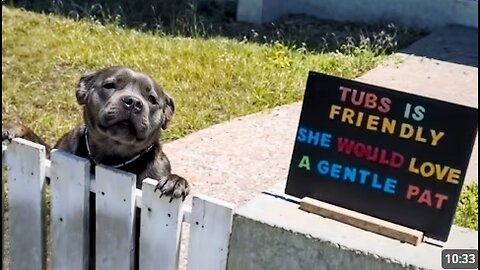 Dog Can’t Hold Back His Big Heart When Befriending Others 🥹