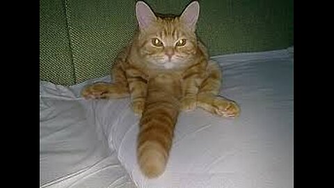 "Hilarious Cat Video You Can’t Miss!"