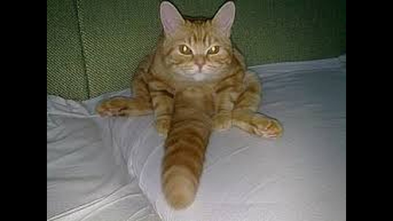 "Hilarious Cat Video You Can’t Miss!"