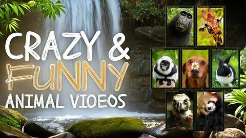 Funniest Animals Moments Ever Caught on Camera ep-10