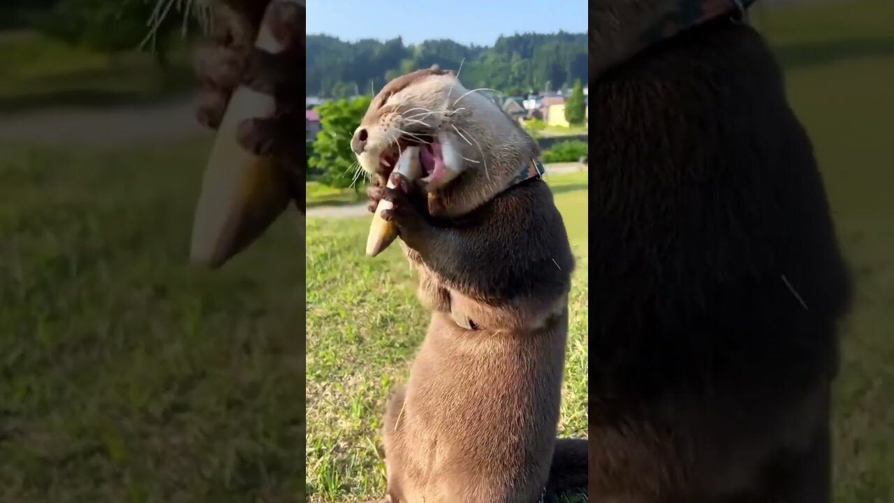 A little otter came to a man looking for salvation