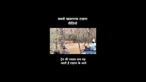 Tiger Attack | टाइगर ने किया हमला। Ranthambore रणथंभोर