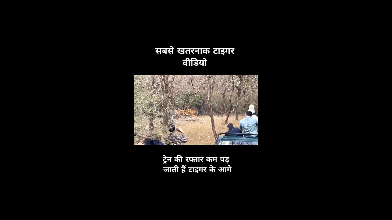 Tiger Attack | टाइगर ने किया हमला। Ranthambore रणथंभोर
