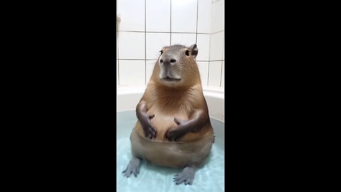 Capybara's loves belly rubs 🤣🤣