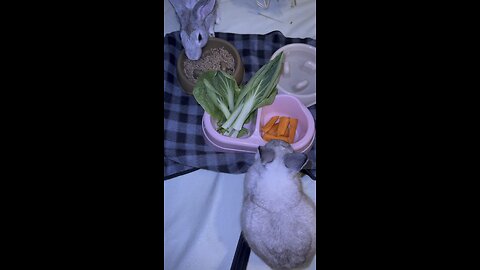 The usual salad for my fluffy boss🥗🐰🐰🐰❣️
