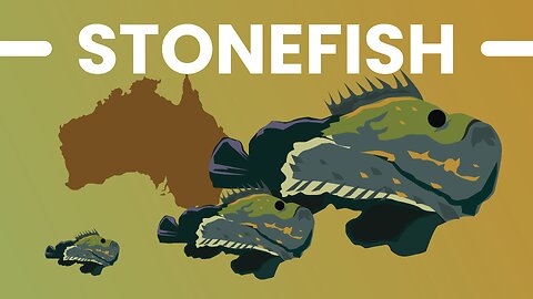 THE STONEFISH ! Is Australia Really That Dangerous?