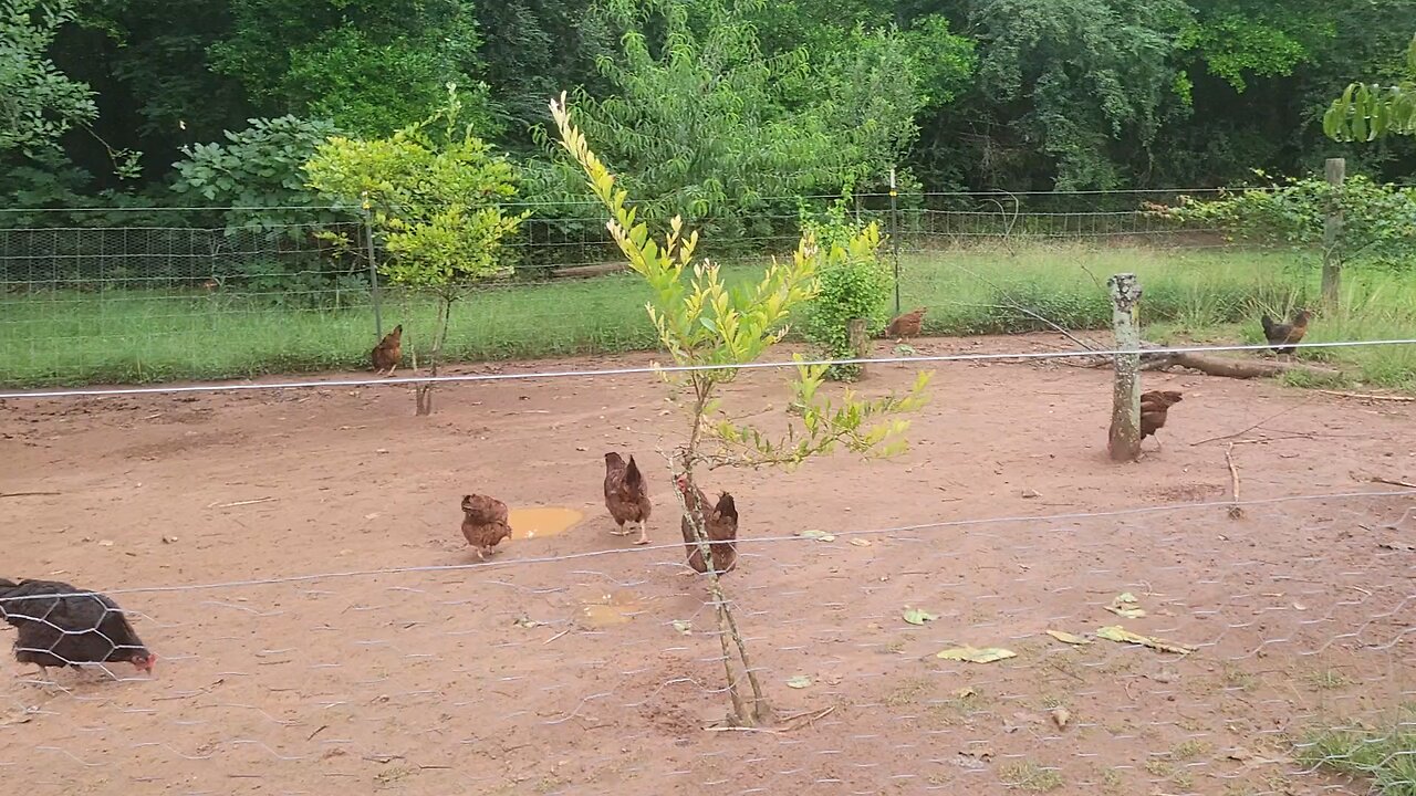 Finishing the garden and thinking of adding another gate.