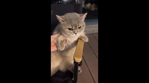 Funny Cat day 139Follow @canon_kittyy #petlovers #cat #dogs #dailykitten #funny