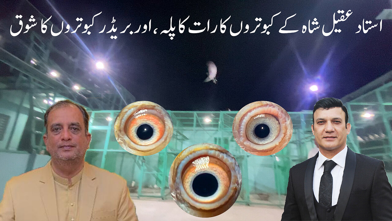 Ustad Imtiaz Hussan Chairman's Pigeons At Ustad Aqeel Shah's Loft Watch In hD Urdu/Hindi