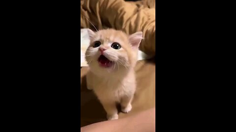 lovely cat #cat