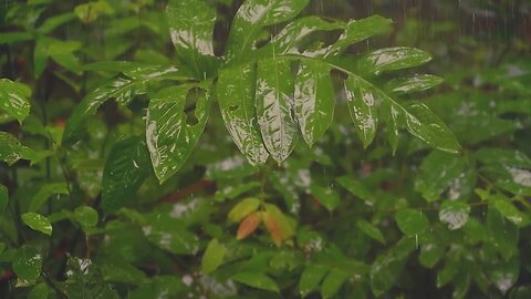 Rain in the Forest at Dawn ASMR - Relieves Insomnia, Calms the Mind, and Helps You Sleep