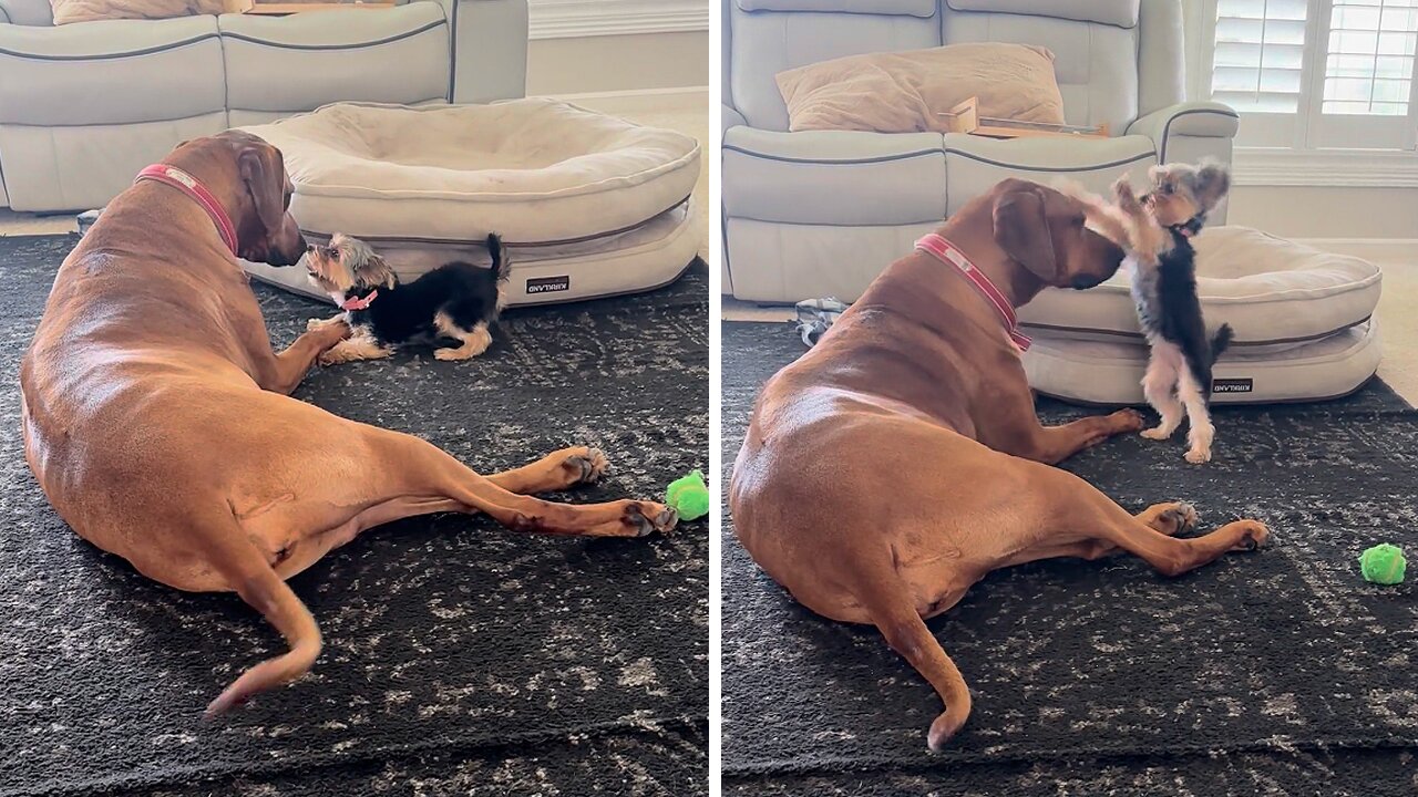 Big softie Rhodesian Ridgeback plays with tiny Yorkie