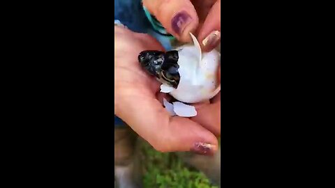cute baby corocodile😍