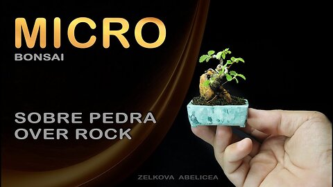 Micro Bonsai | sobre pedra: Bonsai SP