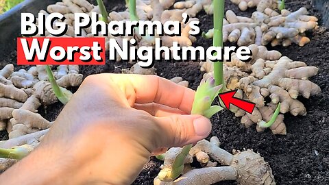 How to Grow The BEST Turmeric of Your Life! (What You NEED to Know)