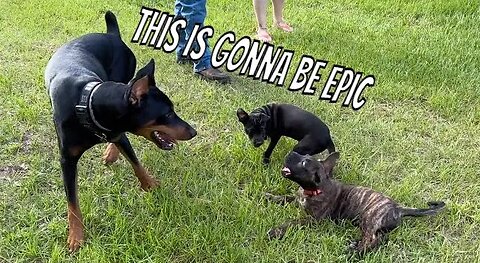 Puppy Playdate 2: Rosco vs. Vader! 🐾😂 | Epic Chase & Sneaky Truck Moves