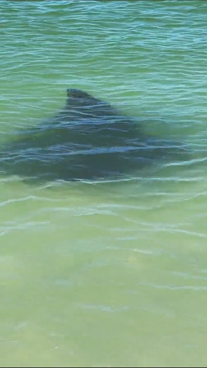 Livestream Replay | Spotted Eagle Rays Walk With Me! | 4K