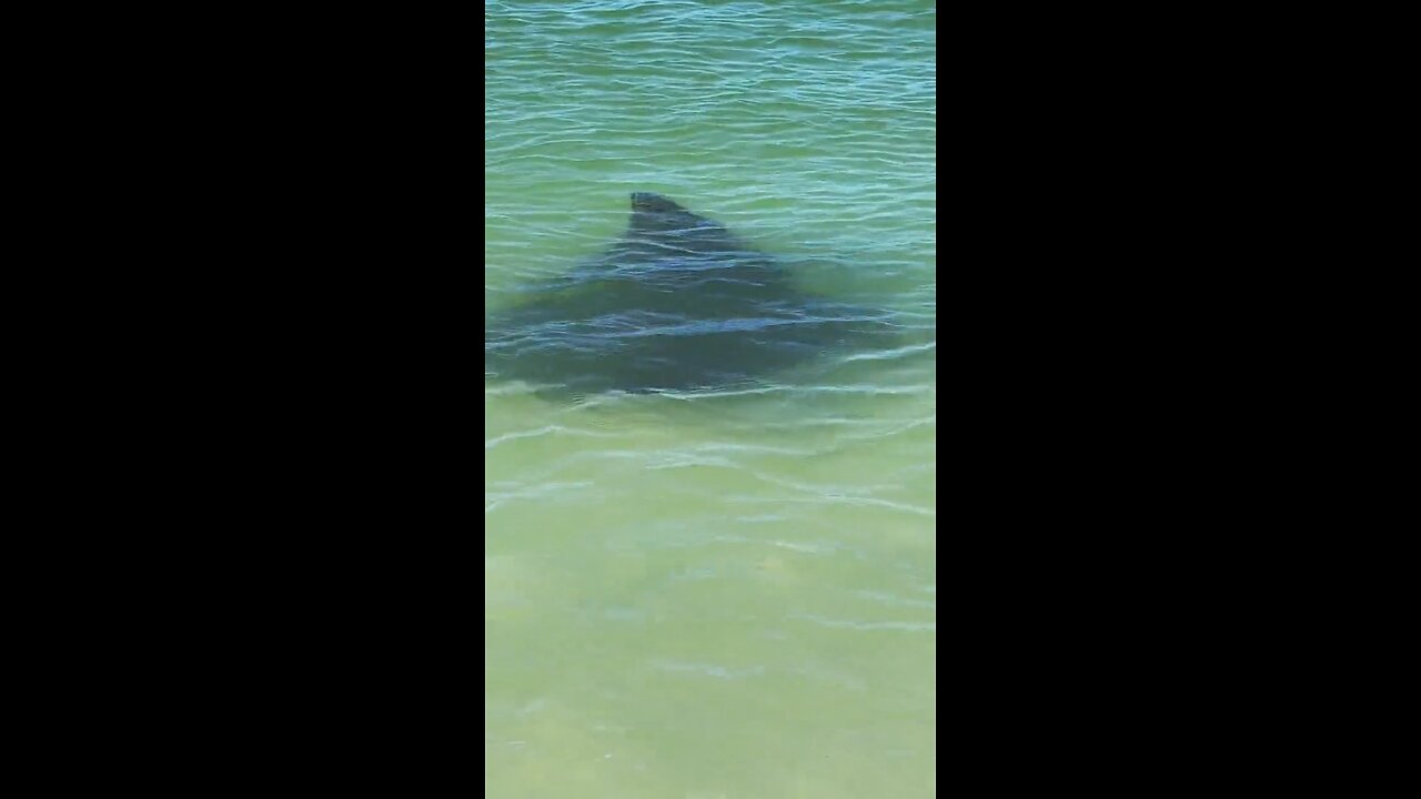Livestream Replay | Spotted Eagle Rays Walk With Me! | 4K