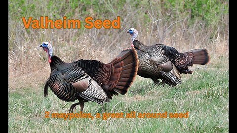 Valheim Seed - 2 maypoles, a great all around seed - krJpHrPXdY