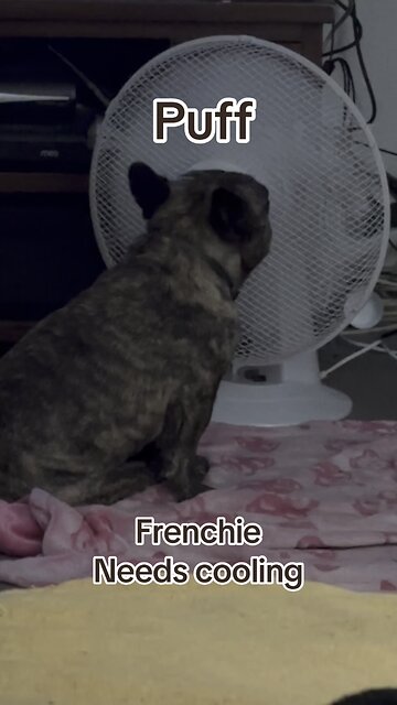 Frenchie needs cooling