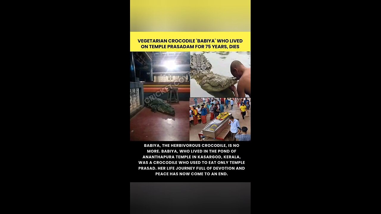 crocodiles last prasadam