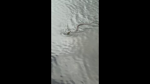 Lil water snake