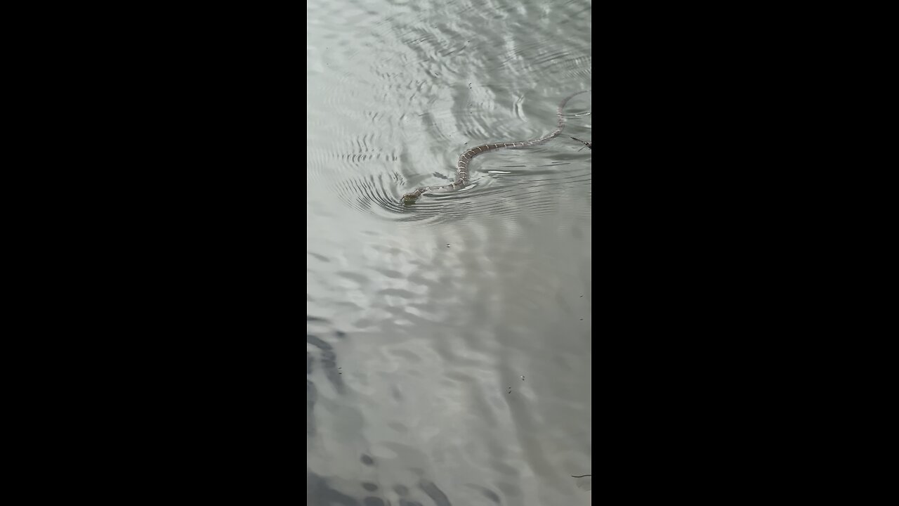 Lil water snake