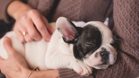 Half of Gen Z see their pets as actual children