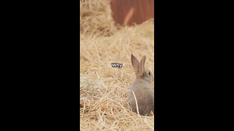 The Rabbit and Tortoise: A Speedy Tale!