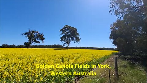🌼✨Golden Canola Fields in York, Western Australia