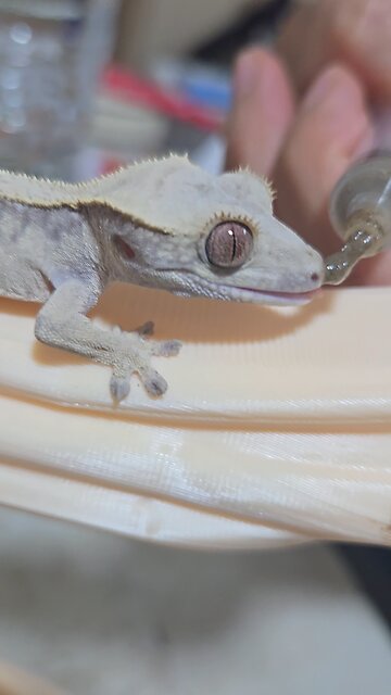 도마뱀 먹이주기