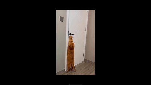 Cats opening doors