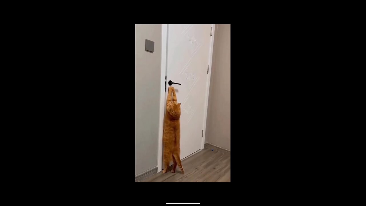 Cats opening doors