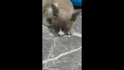 แมวเหมียวชอบนอน