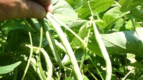 Green Bean Harvest 2025