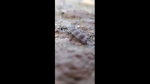 black ants
