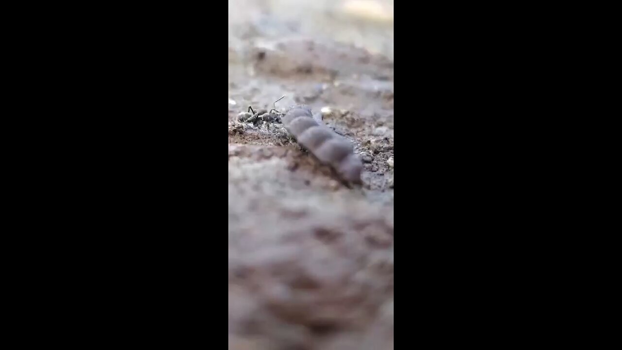 black ants