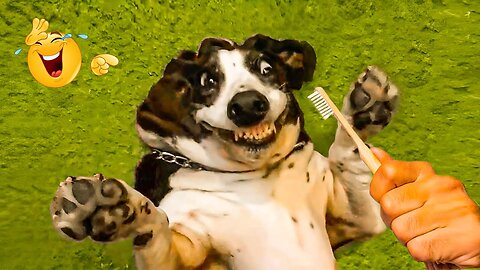 2025’s Funniest Dogs & Cats 😂 You Won’t Stop Laughing! | You Laugh You lose 😍😸😹 #Ep50