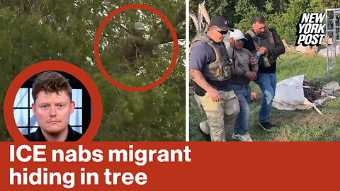 ICE nabs migrant hiding in tree | Reporter Replay