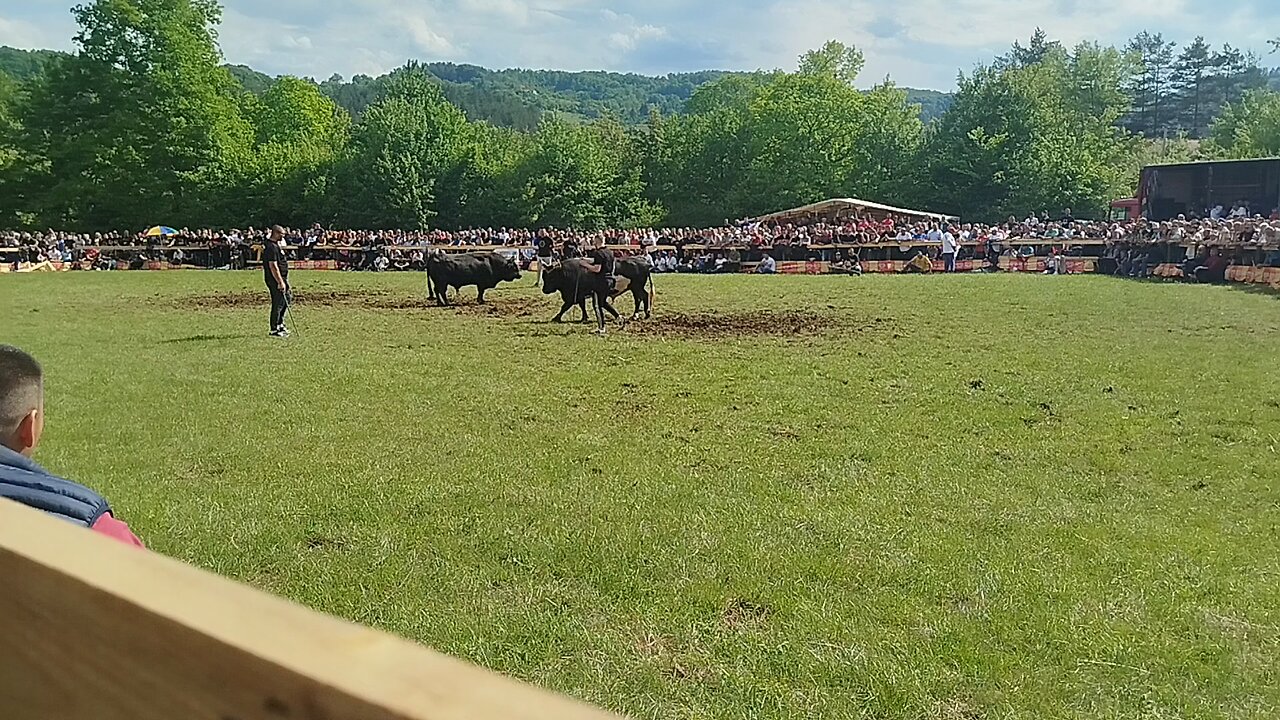 Cicko vl Zeba vs Krilan vl Server Karic