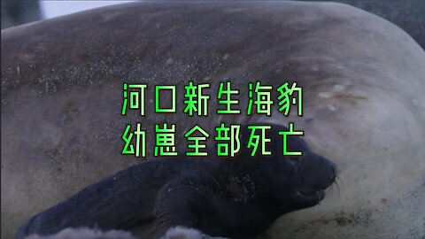 河口新生海豹幼崽全部死亡