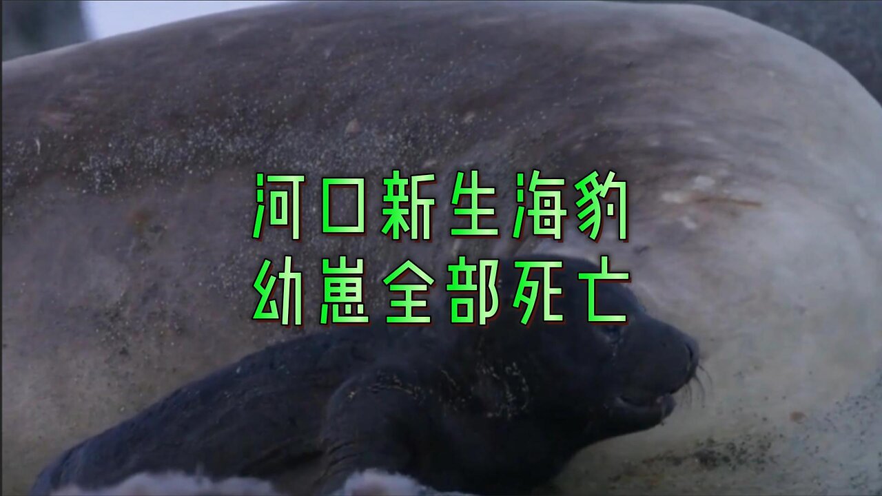 河口新生海豹幼崽全部死亡