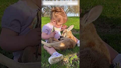 The man found the lost kangaroo and saved his life