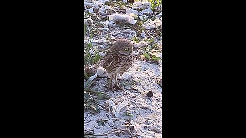 an owl at the top