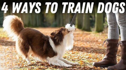 Four Tips to Help Train Your Dog tiktok