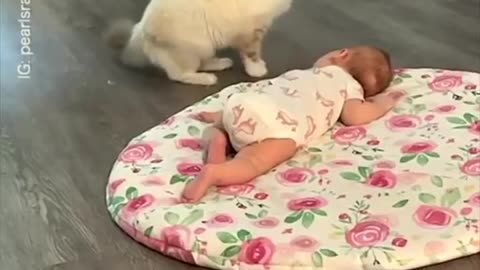 😂🐈 Mother Cat's Hilarious Introduction! | FunFM