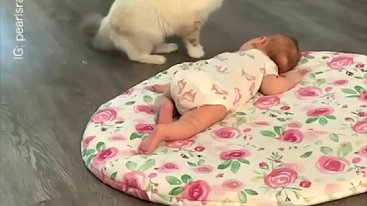 😂🐈 Mother Cat's Hilarious Introduction! | FunFM